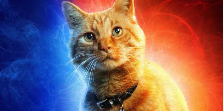 Goose el gato de 'Capitana Marvel' podría ver el futuro según una teoría.